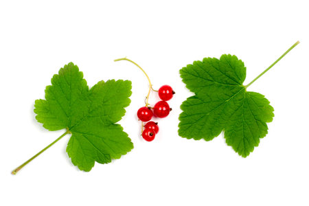 Leaves and fruits of red currant on a white background. Green leaves and red currant berries.の写真素材
