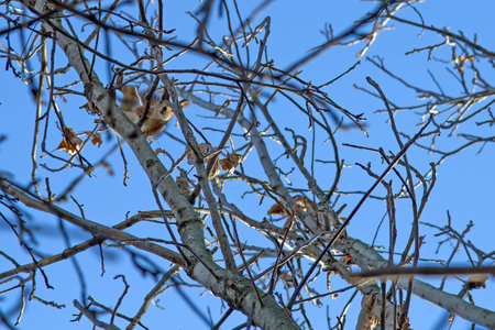 A curious squirrel looks from a tree. Squirrel in the branches against the blue sky.