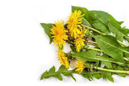 Dandelion leaves and flowers on a white background. Yellow dandelions in spring.の写真素材