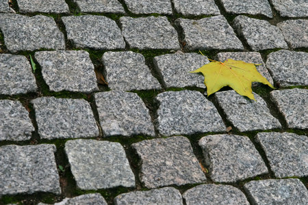 Autumn maple leaf on paving stones. yellow fallen leaf.の写真素材