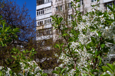 White cherry blossoms on the background of a residential building.の写真素材