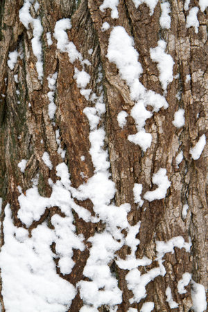 The bark of the tree is covered with snow. The texture of tree bark in winter.の写真素材