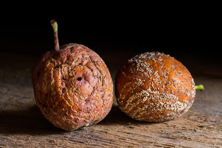 Rotten apples on a dark background. Two rotten apples on a rough wooden surface.の写真素材