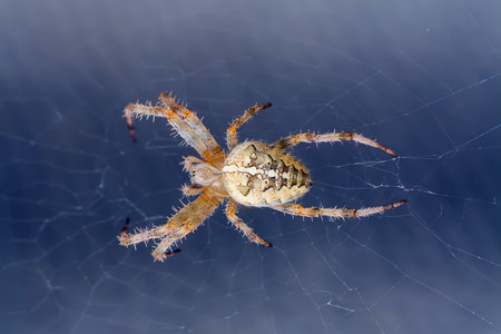 Spider close-up. Macro photo of a spider. Poisonous insect.の写真素材