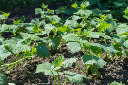 Vegetable garden with young cucumber seedlings. Vegetable garden with vegetables in the garden.の写真素材