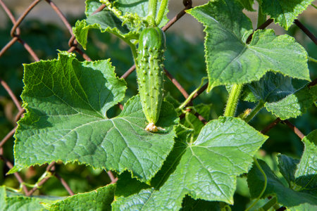Small fresh cucumber grown in the garden. Cucumber and cucumber leaves. Cultivation of natural organic vegetables.の写真素材