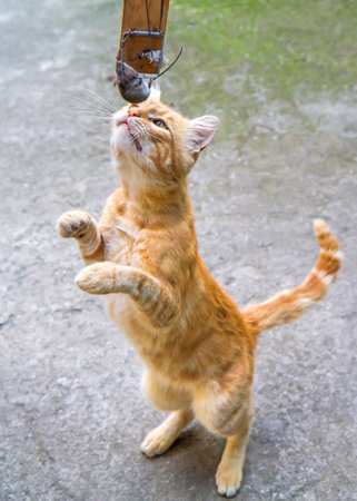 The cat catches the mouse. Mouse in a mousetrap. Lazy red cat catches a mouse.の写真素材