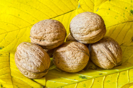 Natural walnuts on the background of yellow walnut leaves. Natural organic walnuts.の写真素材