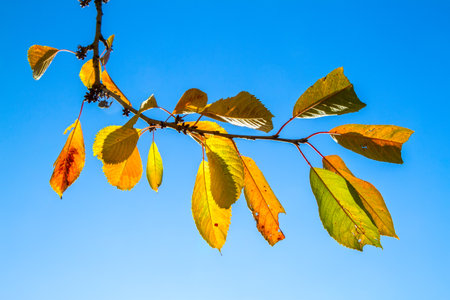 Cherry tree branch with autumn leaves on the sky. Tree branch with yellow leaves on blue sky...
