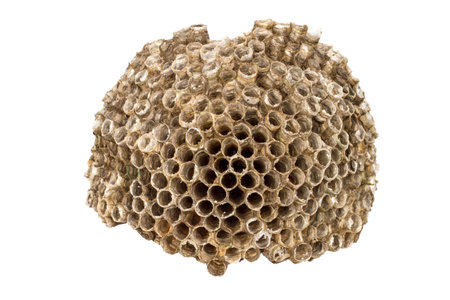 Wasp nest isolated on white background. Old wasp nest close-up.の写真素材