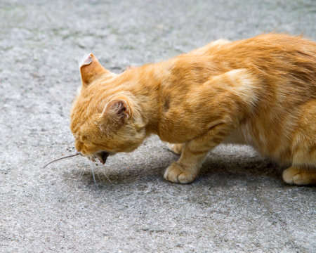The cat has caught a mouse and holds it in its teeth. A red cat eats a mouse.の写真素材