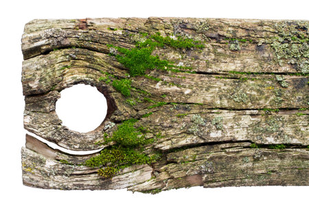 Old wooden board with a hole on a white background. A board with cracks and moss.の写真素材