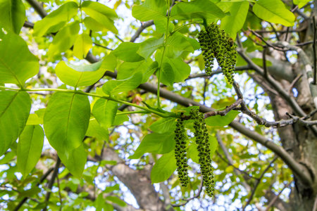 A flowering walnut branch in a spring garden. Walnut branches and leaves.