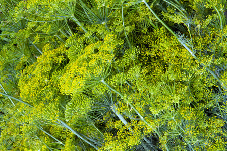 A lot of dill. Texture made of natural green dill. A fragrant plant for seasonings.の写真素材