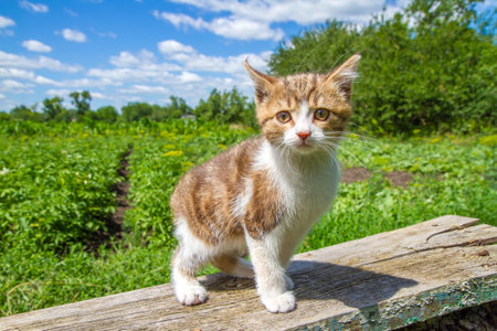 Portrait of a kitten on a bench against the background of a village garden. The cat looks at the camera.の写真素材