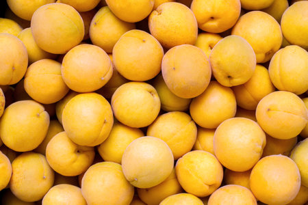 A lot of ripe natural apricots. Yellow apricots from the garden.の写真素材