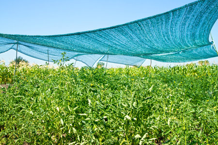 A shading net from the sun over vegetables. Growing natural tomatoes in the garden.の写真素材
