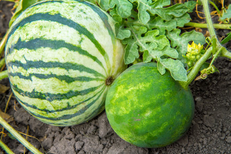 Watermelons grow in a melon field. A pair of watermelons with foliage close-up.の写真素材
