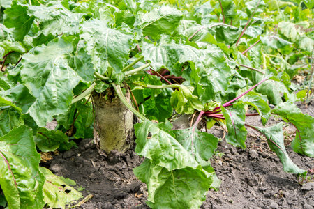 A large beet with lush foliage in the garden. Growing vegetables in the field.