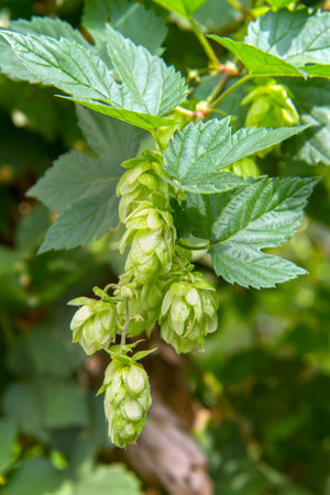 A branch of hops with inflorescences. Green cones of common hops in nature.