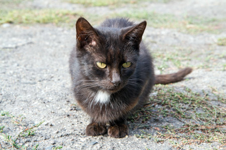 A black cat with yellow eyes and a white collar. Portrait of an old black cat.の写真素材