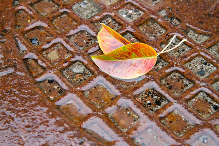 Fallen autumn leaves on a wet sewer manhole. Yellow leaves on a rainy day.の写真素材