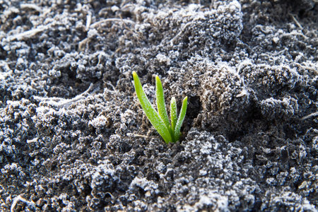 A young garlic sprout during the spring frost. Growing natural vegetables in the backyard.の写真素材