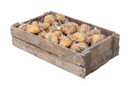 A wooden box with sprouted planting potatoes. A box with sprouted potatoes on a white background.の写真素材