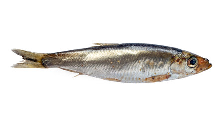 One salted sprat fish isolated on a white background. Marinated sprats of spicy salting.の写真素材