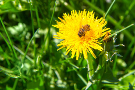 A bee on a yellow dandelion close-up. Spring flower in the grass.