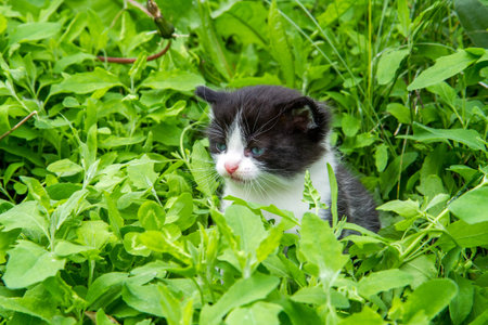 A small kitten is sitting on the grass in the garden. Portrait of a kitten in thick grass.の写真素材