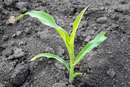 Young corn shoots in a vegetable garden. One small corn plant close-up.の写真素材