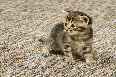 The little kitten looks away. A small brown kitten.の写真素材