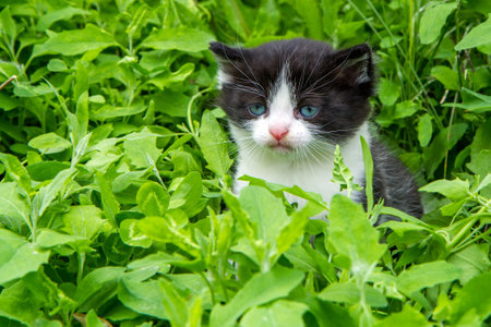 Portrait of a kitten in a meadow in thick green grass. Small black and white kitten close-up.の写真素材