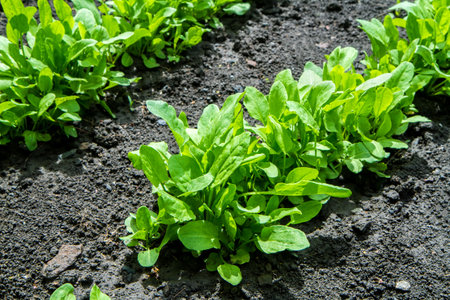 Natural lush sorrel leaves in the vegetable garden. Growing organic greens on the farm.の写真素材