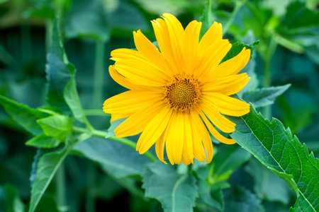 Bright yellow Heliopsis flower close-up. A natural flower in the garden.の写真素材