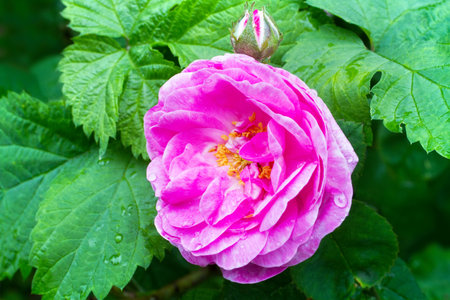 A close-up of a rosehip flower. Pink wild rose.の写真素材