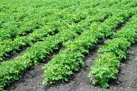 A potato field with rows of green potato bushes. Growing natural potatoes on the farm.の写真素材