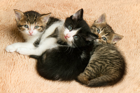 Three little kittens looking at the camera. Portrait of kittens.の写真素材