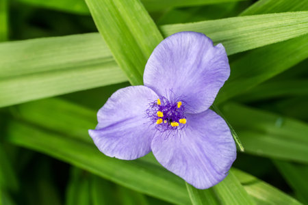 Flower Tradescantia virginiana close-up. One natural flower in nature.の写真素材