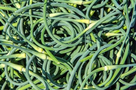 Lots of fresh cut garlic arrows. Natural green garlic arrows.の写真素材