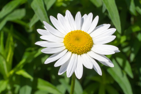 Close-up of a chamomile flower in nature. One natural chamomile flower.の写真素材