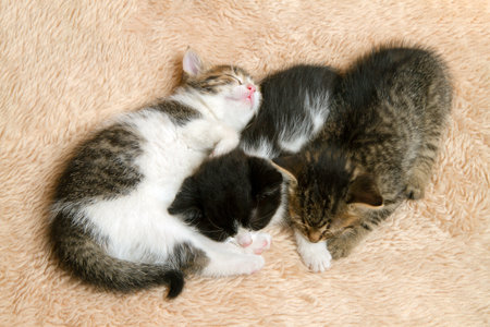 Little kittens sleeping together on the carpet. Three kittens close-up.の写真素材