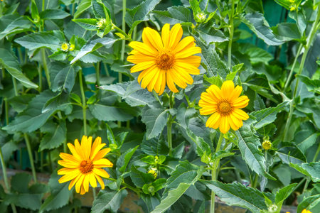 Flower bed with decorative heliopsis flowers. Natural yellow flowers.の写真素材