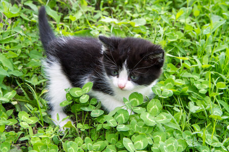 Small kitten in fresh green grass. Kitten outside.の写真素材