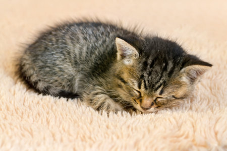 A kitten sleeps on a fleecy carpet. Sleeping little kitten close-up.の写真素材