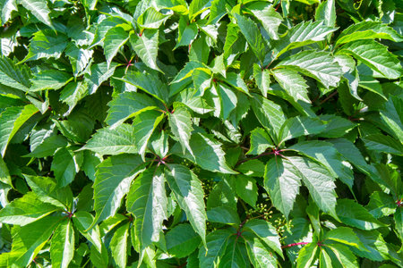 Tickets of wild grapes. Lush green foliage of wild grapes.の写真素材