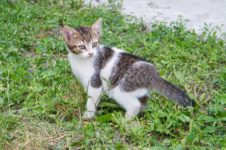 A young cat looks around while standing on the grass. A domestic kitten walks outside.の写真素材
