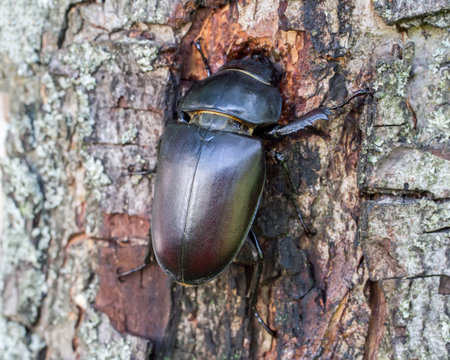 Female stag beetle on a tree. Stag beetle in the wild.の写真素材