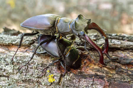 Mating of rare stag beetles in the wild. A close-up of a pair of beetles on tree bark.の写真素材